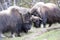 Muskox in Dovrefjell national park, Norway