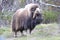 Muskox in Dovrefjell national park, Norway