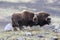 Muskox in Dovrefjell national park, Norway