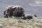 Muskox in Dovrefjell national park, Norway