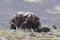 Muskox in Dovrefjell national park, Norway