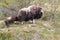 Muskox in Dovrefjell national park, Norway