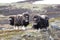 Muskox in Dovrefjell national park, Norway