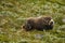 Muskox, Dovrefjell National Park Norway