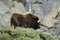 Muskox in Dovrefjell, Norway