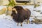 Muskox in the early spring evening is in the aviary in the snow