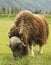 A Muskox Grazes at Alaskan Preserve