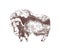 Muskox hand drawn with contour lines on white background. Monochrome sketch drawing of herbivorous hoofed bovine animal