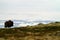 Muskox with mountain in the background, big animal in the nature habitat