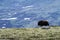 Muskox with mountain in the background, big animal in the nature habitat