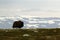 Muskox with mountain in the background, big animal in the nature habitat