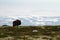 Muskox with mountain in the background, big animal in the nature habitat