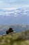 Muskox with mountain in the background, big animal in the nature habitat