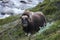 Muskox on mountainside