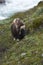 Muskox on mountainside