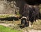 Muskox (Ovibos moschatus)