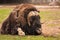 Muskox ( Ovibos moschatus )