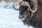 The muskox Ovibos moschatus, also spelled musk ox and musk-ox
