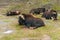 The muskox Ovibos moschatus, also spelled musk ox and musk-ox is having a rest on the green grass. Musk ox in the Moscow zoo