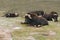 The muskox Ovibos moschatus, also spelled musk ox and musk-ox is having a rest on the green grass. Musk ox in the Moscow zoo