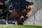 Muskox or Ovibos moschatus in captivity