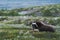 Muskox Ovibos moschatus. Musk ox bull peacefully lying on grass in Greenland. Mighty wild beast. Overcast, big animal with horns