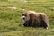 Muskox Ovibos moschatus. Musk ox bull peacefully standing on grass in Greenland. Mighty wild beast