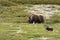 Muskox Ovibos moschatus. Musk ox peacefully standing on grass with calf in Greenland. Mighty wild beast