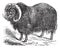 Muskox Ovibos moschatus, musk ox, vintage engraving