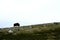 Muskox Ovibos moschatus standing on horizont in Greenland. Mighty wild beast. Big animals in the nature habitat, landscape with