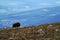 Muskox Ovibos moschatus standing on horizont in Greenland. Mighty wild beast. Big animals in the nature habitat, landscape with