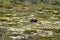 Muskox, Ovibos moschatus, standing in the subarctic tundra