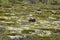 Muskox, Ovibos moschatus, standing in the subarctic tundra