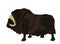 Muskox vector illustration isolated on white background. Musk ox beef.