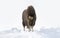 Muskox walking in the snow