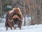 Muskox walking in the snow in winter