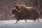 Muskox walking in the snow in winter