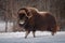 Muskox walking in the snow in winter