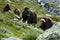 Muskoxen in countryside