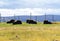 Muskoxen at Yukon wildlife Preserve