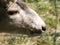 Muskoxen at Yukon wildlife PreserveMule Deer at Yukon wildlife Preserve