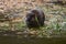 Muskrat along edge of marsh