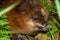 A muskrat chewing a blade of grass.