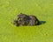 Muskrat closeup portrait in mucky green water in the floodplain of the Minnesota River in the Minnesota Valley National Wildlife R