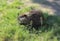 Muskrat cub in search of food