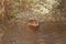 muskrat eating grass in a stream