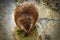 Muskrat eating in a pond on a sunny afternoon