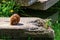 A muskrat eats grass on the river. A cute ordinary brown water animal-a rodent in the wild. Close up of a muskrat resting basking