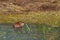 Muskrat eats marsh grasses at the edge of a marsh