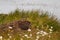 Muskrat family on island